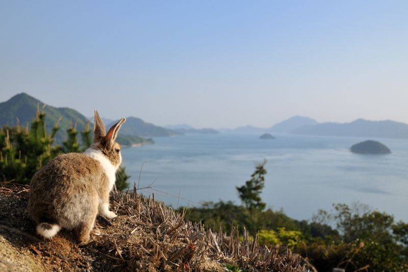 đảo thỏ okunoshima đảo thỏ okunoshima